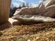 Тарелка плоская Скала 27 см Latt 02157 фото 10